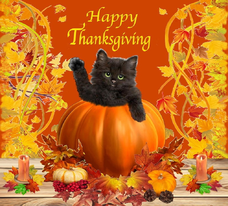 domestic, 480P, one animal, autumn, cats, whisker, animal, nature, pets, Thanksgiving, orange color, Thanksgiving kitty, cat, domestic animals, celebration