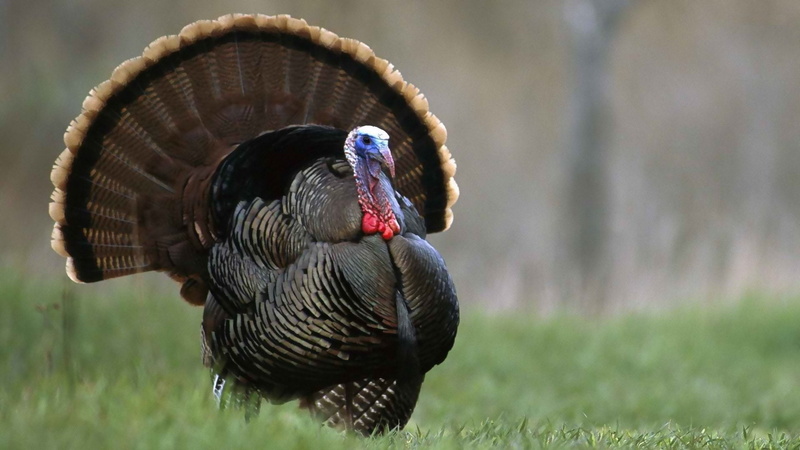 animal, one animal, no people, focus on foreground, close-up, turkey - bird, animals in the wild, bird, plant, Thanksgiving, feather, animal wildlife, 1080P