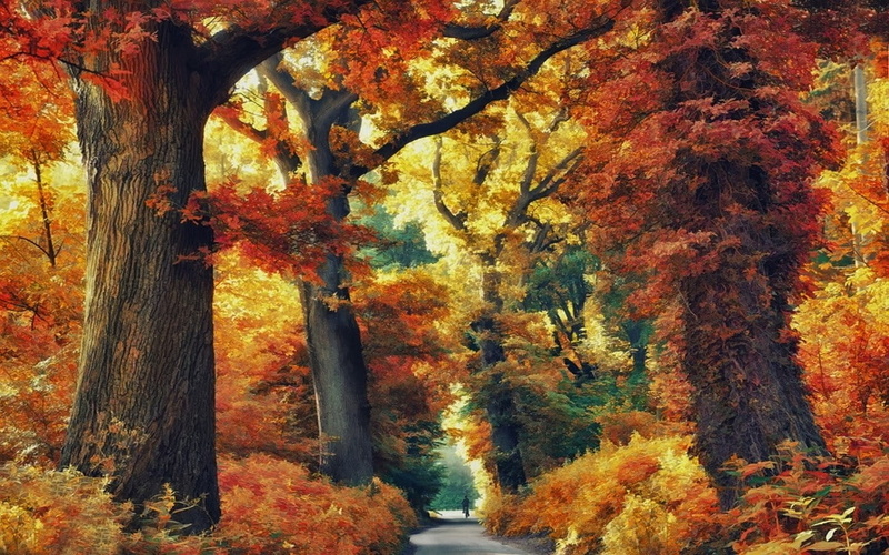 no people, growth, autumn collection, treelined, leaf, scenics - nature, nature, outdoors, beauty in nature, 480P, tree, tree trunk, natural condition