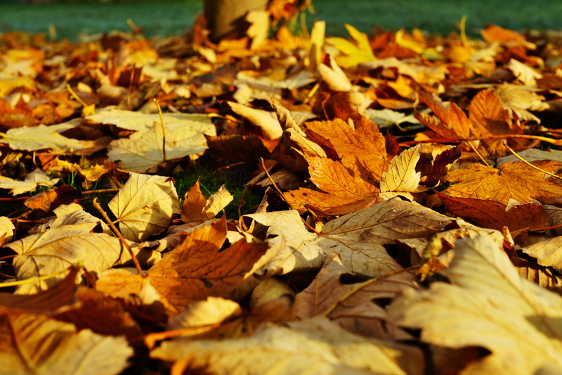 maple leaf, change, sunlight, color, fragility, falling, brown, maple, selective focus, photography, golden autumn, autumn forest, leaf, surface level