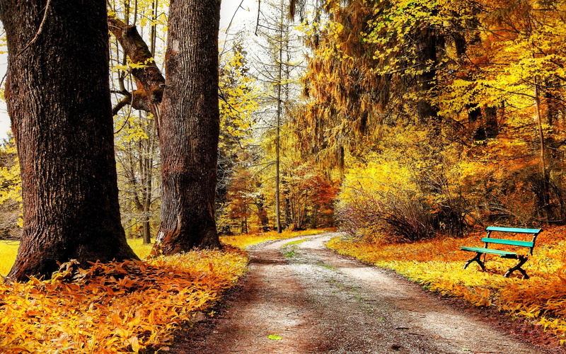 Nature, Frost, Road, 2K, Autumn, Bench, Leaves, Yellow, Park, Trees