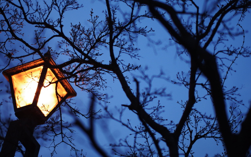 branches, branch, tree, tree trunk, focus on foreground, outdoors, bulb, dusk, trunk, illuminated, lamp, light, silhouette, Scenery, Nature, 1080P, lighting equipment