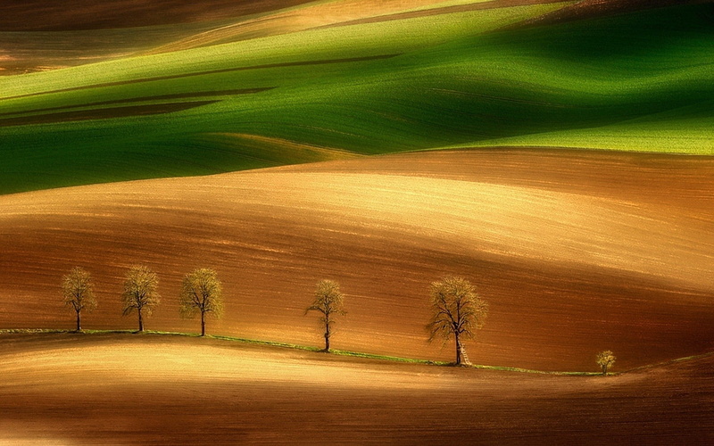Art And Creative, land, trees, perfect, tranquil scene, scenics - nature, environment, nature, agriculture, grass, growth, five, beauty in nature, green color