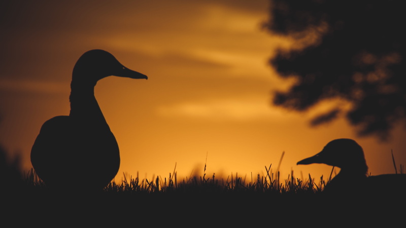 dawn, sunset, sunrise, 4K, fowl, nature, plant, sky, duck, beauty in nature, two, animal, vertebrate, natrue, orange, bird, mammal, evening, summer, standing