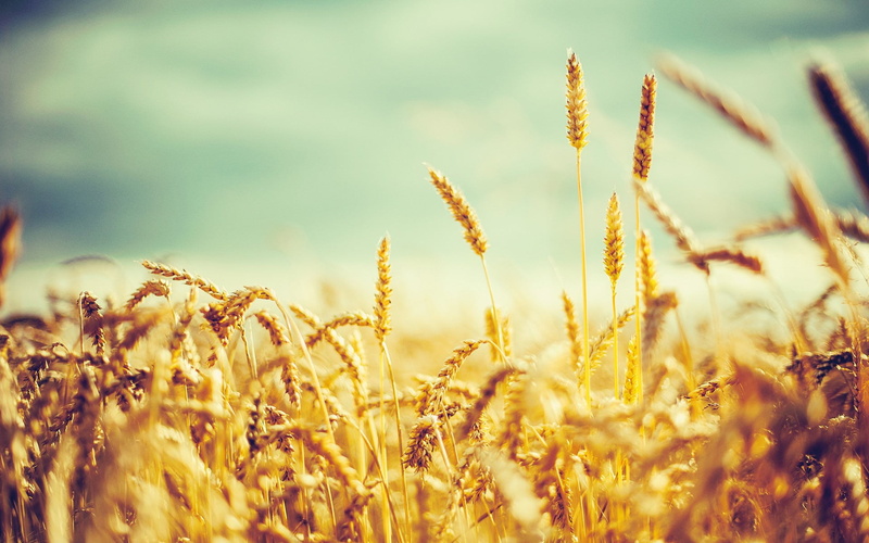 plant, selective focus, Nature, land, Plants, farm, vintage, no people, day, field, wheats, oat - crop, cereal plant, 1080P, stalk, crop, outdoors, landscape