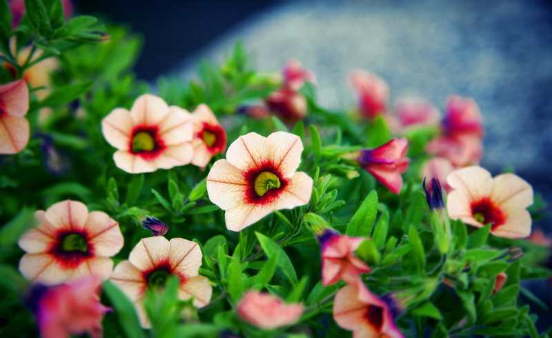 red, plant, no people, nice, flowering plant, flower head, vulnerability, day, white, natrue, field, 2K, flower, petaled, bokeh, pollen, Flowers, Nature