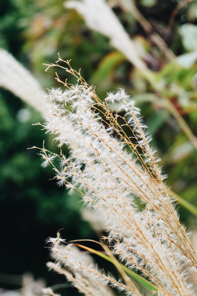 tranquility, beauty in nature, no people, focus on foreground, green, natrue, thorn, spiky, fujifilm, plant, succulent plant, close-up, selective focus