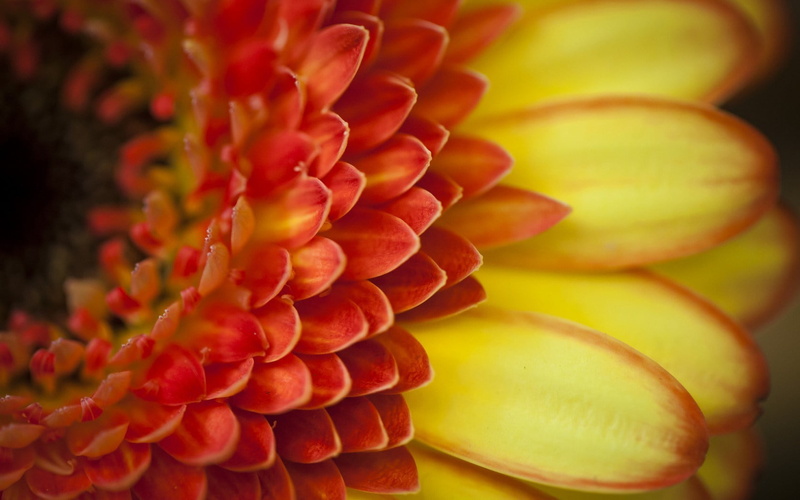 gerbera, beauty in nature, vulnerability, fruit, flower head, pollen, plant, petal, 720P, Nature, orange, yellow, flowering plant, selective focus, growth