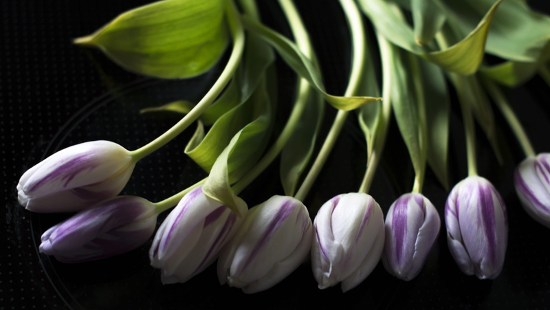 beauty in nature, tulip, indoors, natrue, nature, leaf, black background, growth, studio shot, green, plant part, vulnerability, close-up, plant, green color