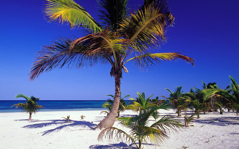 tropical tree, land, sea, beauty in nature, coconut palm tree, trees, tranquil scene, sky, tropical climate, sand, natrue, blue, palm tree, water, coconut