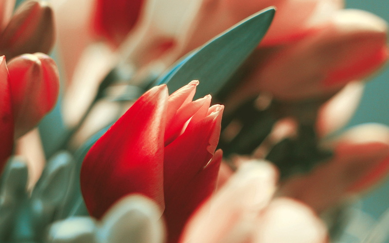 Nature, inflorescence, flower, flower head, Flowers, red, petal, fragility, flowering plant, 1080P, plant part, plant, selective focus, natrue, freshness