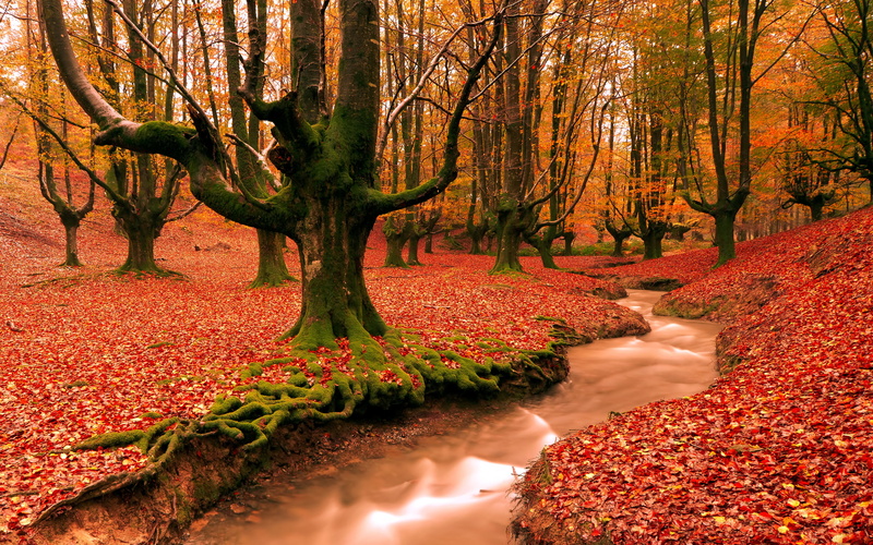 plant part, red, orange color, change, trunk, no people, leaf, plant, tree, river, Autumn, land, scenics - nature, tree trunk, growth, Nature, beauty in nature