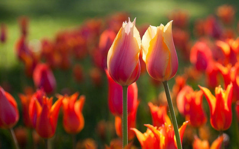 pink, petal, fragility, close-up, growth, focus on foreground, land, vulnerability, freshness, natrue, outdoors, flowering plant, Flowers, springtime, Nature
