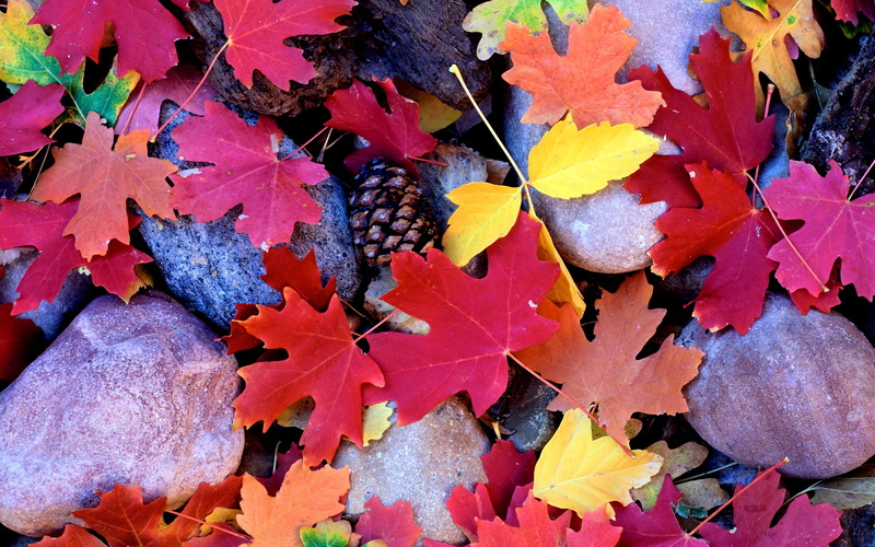 Leaves, Pine, Red, Cones, Autumn, Maple, Stones, 2K
