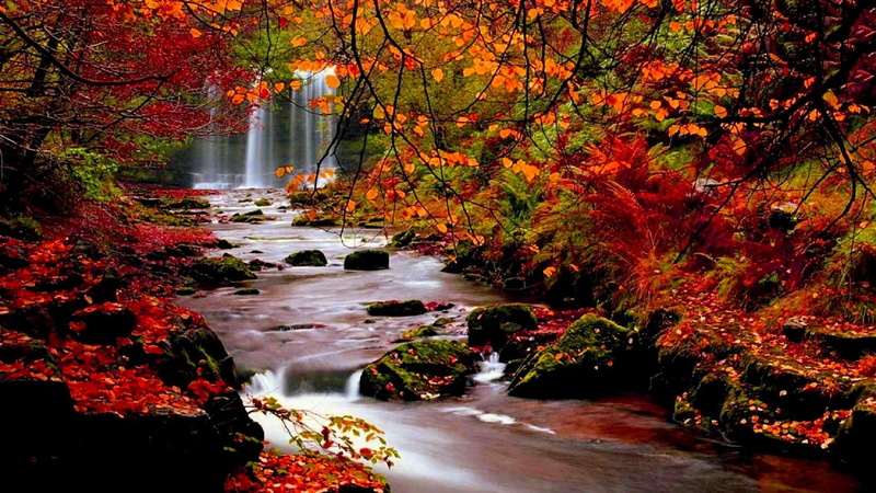 autumn, trees, nature, water, leaf, leaves, 1080P, landscape, creek