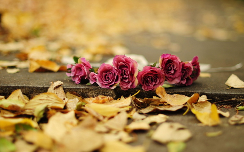 Flowers, Rose, Ground, 1080P, pink, Red