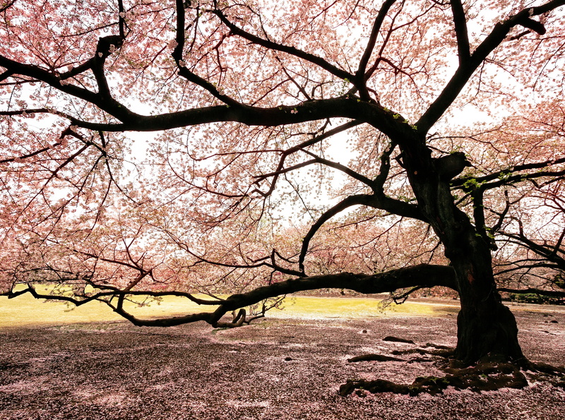field, sunlight, Tree, land, Tokyo, Garden, shibuyaku, bare tree, tokyoprefecture, Blossoms, Seasons, shinjuku, outdoors, Spring, cherryblossoms, landscape