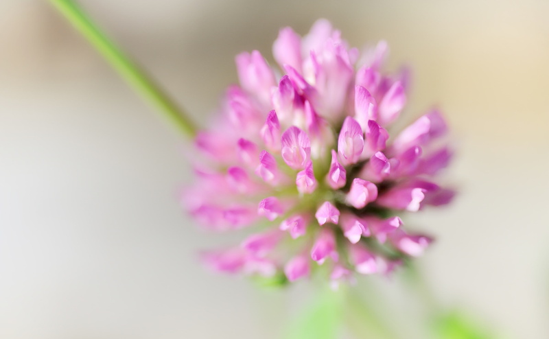 trifolium, Aero, Nature, Japan, Plant, Photography, Soft, Pink, 4K, Macro, trefoil, Clover, tokyoprefecture, Flowers, Closeup, flora, Flower