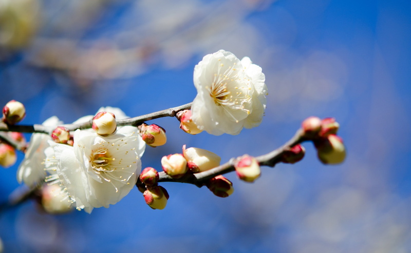 Tokyo, white color, focus on foreground, plum blossom, beauty in nature, Plant, theimperialpalace, cherry blossom, chiyoda, Garden, flower head, chiyodaku