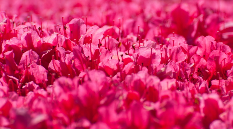 Pink, flowering plant, shibuyaku, Landscape, fragility, Japan, no people, Blossom, freshness, flowerbed, Nature, plant, full frame, shinjyuku, inflorescence