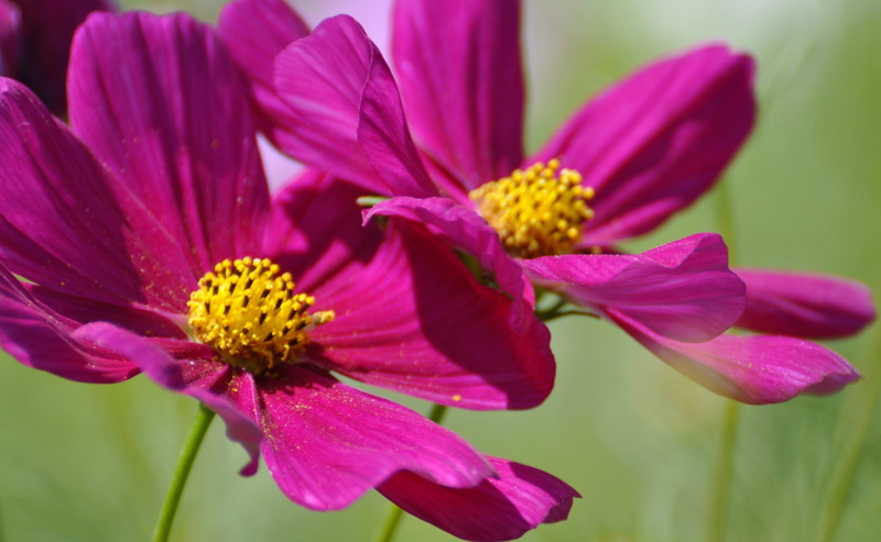 freshness, petal, Japan, Cosmos, beauty in nature, inflorescence, close-up, flowering plant, Flower, flower head, Tokio, two, pollen, Nature, Purple, fragility