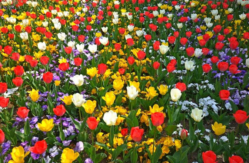 Tulip, vulnerability, field, 2K, abundance, Tokio, Seasons, day, sakuracho, fragility, plant, no people, nature, multi colored, Tokyo, Spring, koganei