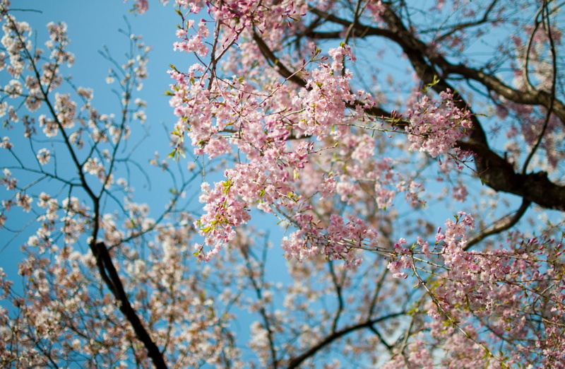 low angle view, Nature, fragility, no people, pink color, cherry blossom, flowering plant, beauty in nature, Spring, chiyodaku, Tokio, freshness, Tree