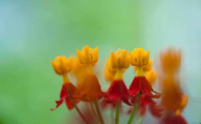 Flowers, curassavica, Weed, Green, tokyoprefecture, fragility, Mexican, scarletmilkweed, asclepiascurassavica, Macro, tokyometroporitanmedicalplantsgarden