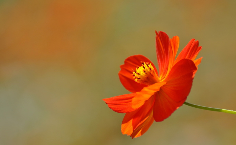 Landscape, 2K, Japan, tsukiji5chome, chuoku, orange, Cosmos, Blossom, Flower, Flowers, nikon, Tokyo, Nature, tokyoprefecture, Tokio, bokeh, Garden