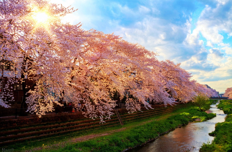 day, landscape, beauty in nature, carlzeissjena, tranquility, 5dmarkii, Mark, Zeiss, treelined, agriculture, linedtrees, Japan, photomatix, sky, plant