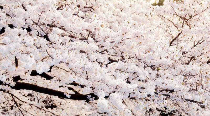 2K, beauty in nature, plant, close-up, leafed, rough, vulnerability, Japan, park, nikon, taitoku, cherry blossom, ueno, Pink, outdoors, springtime, high angle view