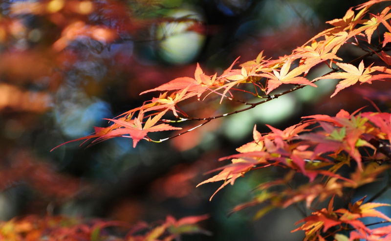 japanese, Park, Autumn, Seasons, tokyoprefecture, bokeh, no people, Tokio, day, plant, fuchushi, Leaves, midoricho, Leaf, Nature, Tokyo, branch, outdoors