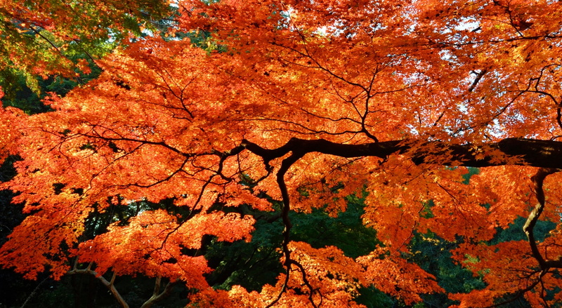 orange color, Autumn, Orange, Maple, no people, gyoen, cherry blossom, Seasons, leaves, shinjyukugyoen, tranquility, scenics - nature, tranquil scene, beautiful