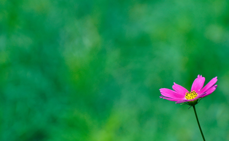tokyoprefecture, flower head, Nature, no people, Pink, Landscape, plant stem, Japan, pollen, outdoors, flowering plant, pink color, Cosmos, Garden, Tokio