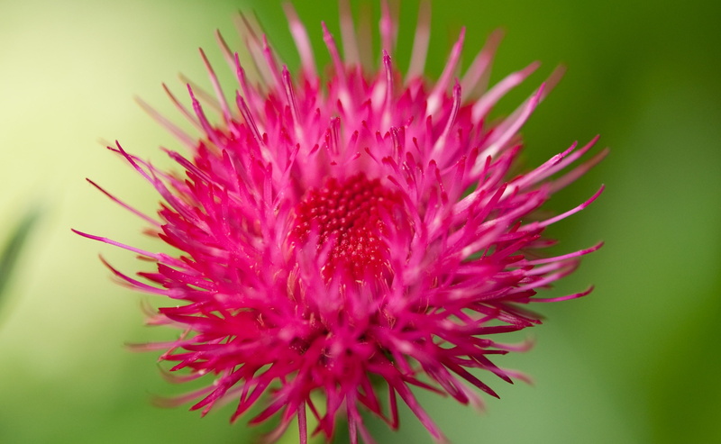 bunkyoku, bunkyo, inflorescence, cirsiumjaponicum, Pink, Japan, cirsium, Thistle, Tokio, selective focus, 2K, focus on foreground, hakusan, tokyoprefecture