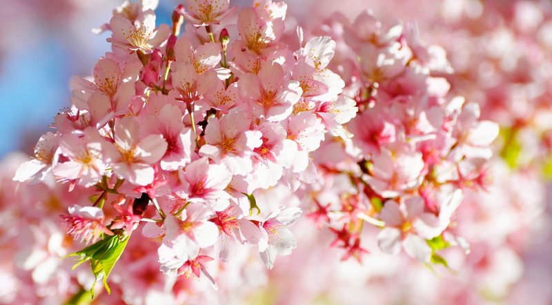 cherry blossom, springtime, cherry tree, flowering plant, growth, Japan, shibuyaku, Tokio, pollen, branch, beauty in nature, selective focus, flower head