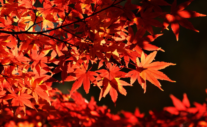 tokyoprefecture, trees, maple tree, Nature, no people, Tokyo, Leaf, red, Tree, midoricho, focus on foreground, maple leaf, Fall, outdoors, Tokio, Leaves