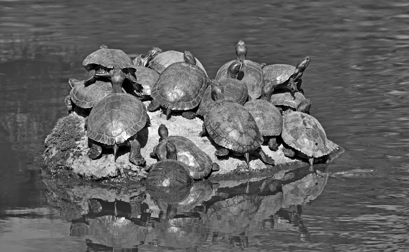 bird, kotoku, animal themes, tokyoprefecture, Japan, Tokyo, group of animals, floating on water, 2K, Turtles, wood - material, black, lake, animal wildlife