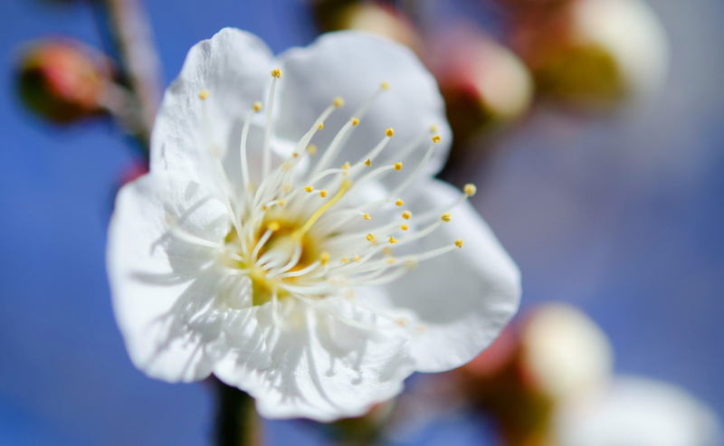 pollen, day, chiyoda, Garden, Tokyo, fragility, Japan, blossoms, nikon, Flower, Palace, Tokio, Imperial, white color, softness, freshness, focus on foreground