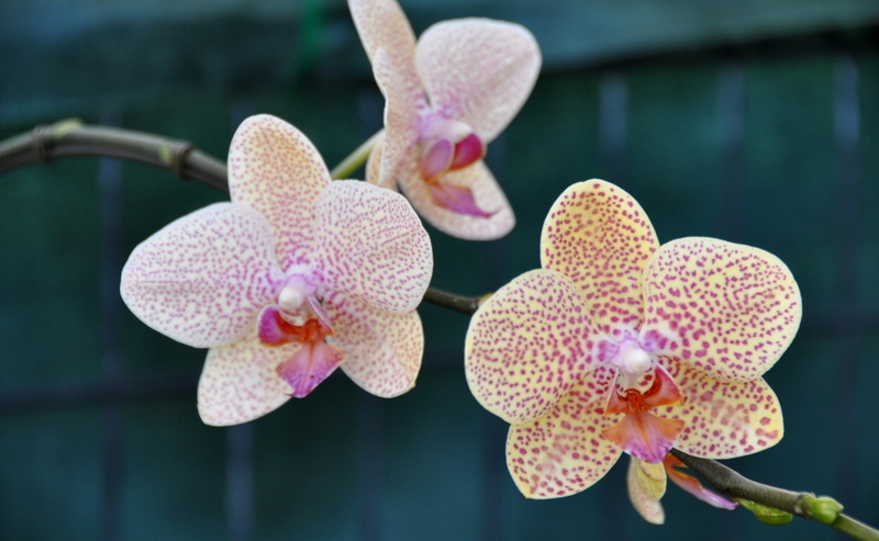 outdoors, Tokio, Nature, Flowers, jindaijimotomachi, tokyoprefecture, growth, purple, orchid, freshness, Flower, nikon, Japan, Botanical, no people, flowering plant