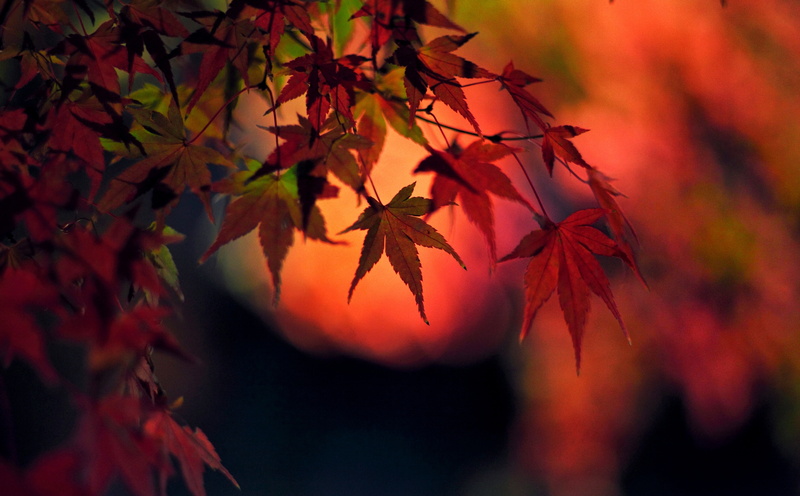 rayqual, Fall, mountadapter, 5dmarkii, bokeh, red, canon, japanese, pkeos, 5K, Autumn, Pentax, redleaves, sunset, Leaves, Japan, JapaneseMaple, Seasons