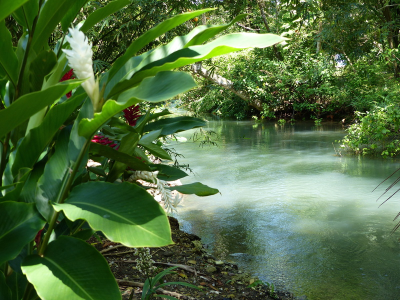 portland, water, summer, sunlight, plants, beautiful, botany, tree, flowing, plant part, tranquility, lake, land, stream, green Color, 4K, green, gorgeous