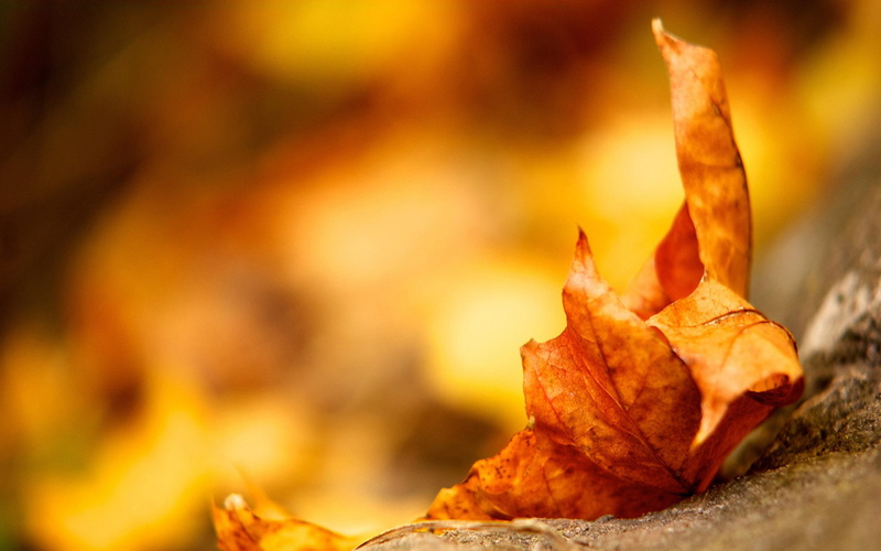 nature, 2K, maple, leave, autumn