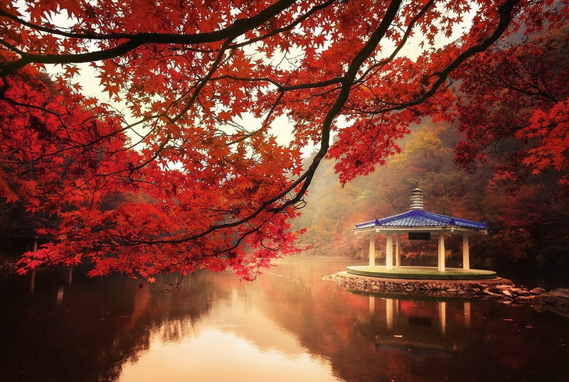 maple, red, lake, landscape, fall, nature, mist, hill, 720P, maple leaves, water, leaves, trees
