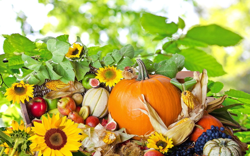 day, wellbeing, sunflowers, ripe, agriculture, pumpkin, outdoors, autumn, no people, vegetable, grapes, food, orange color, freshness, plant part, flower