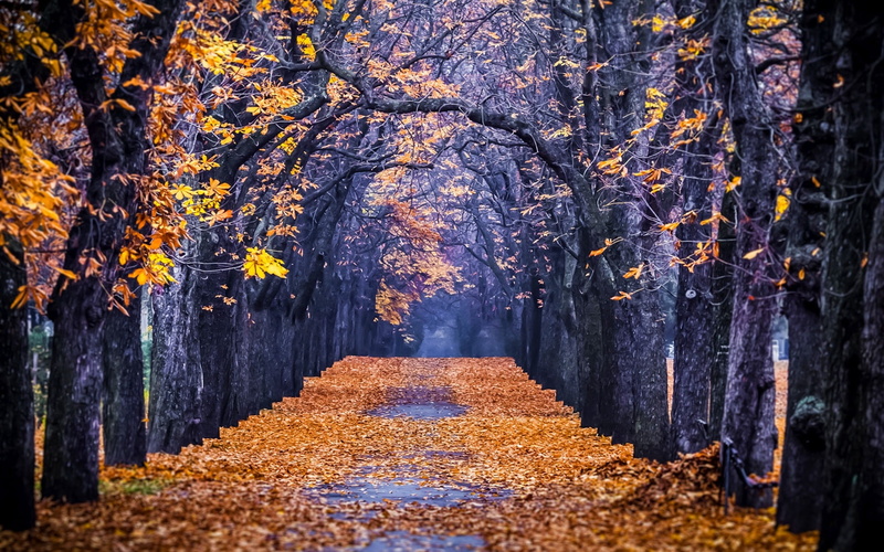 Forest, Trees, Path, road, surround, maple, 1080P, tree, Leaves, Park