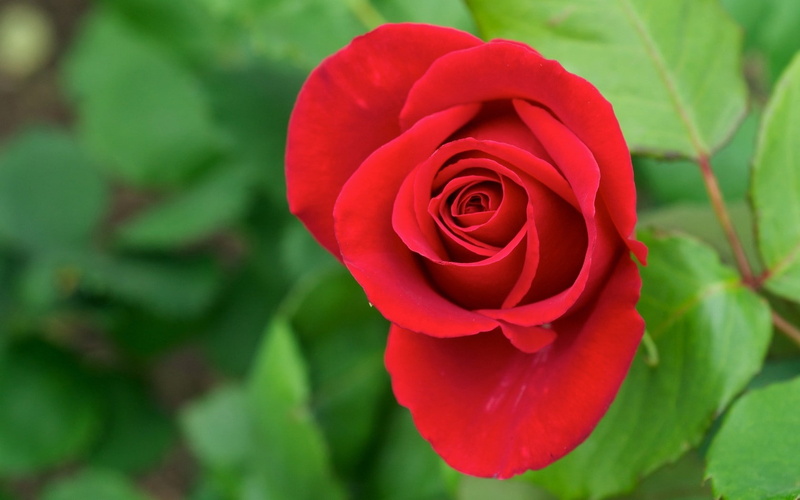 leaves, 720P, rose, red flowers