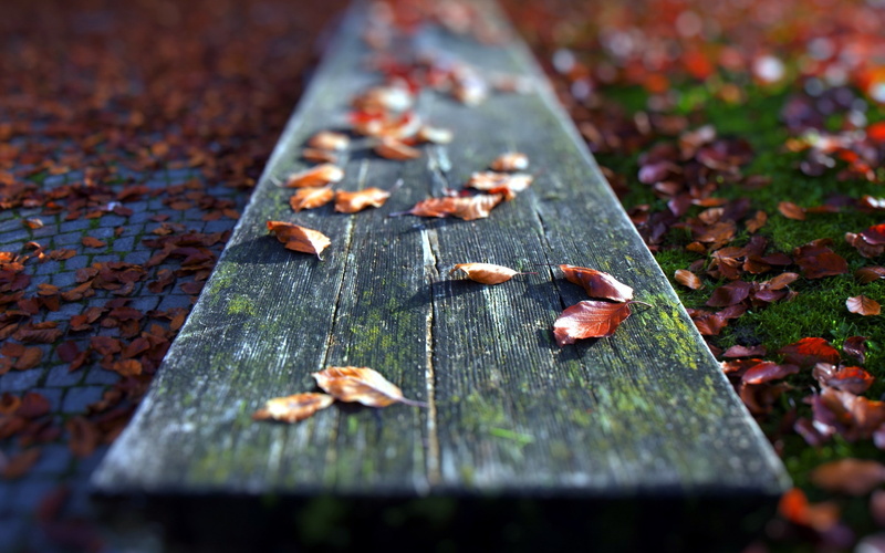 leaves, close-up, no people, change, wood, 2K, selective focus, surface level, plant part, autumn, wet, metal, nature, beauty in nature, outdoors, wood - material