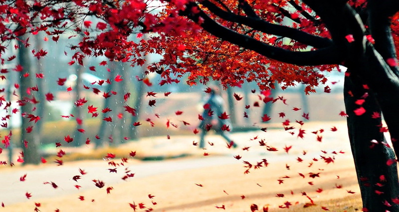 park, 1080P, trees, fall, leaves, red leaves