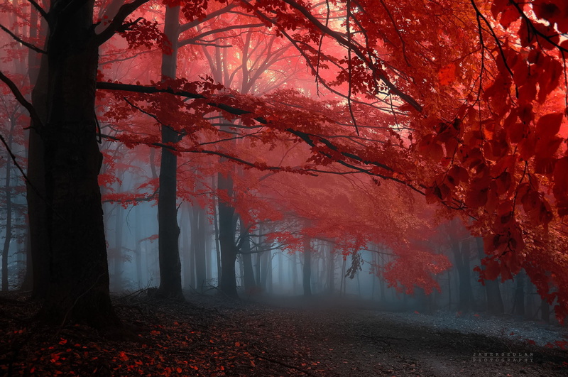 nature, branch, plant, tranquil scene, 1080P, autumn collection, brown, leaves, painting, outdoors, trunk, fog, red, autumn, treelined, beauty in nature
